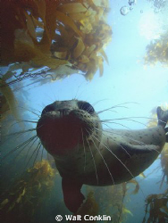After playing hide and go seek under the kelp for 1/2 an ... by Walt Conklin 
